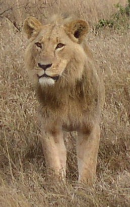 lion